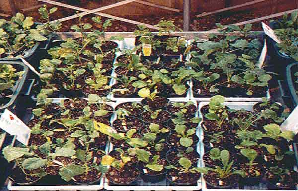 germination tests in contaminated soil samples