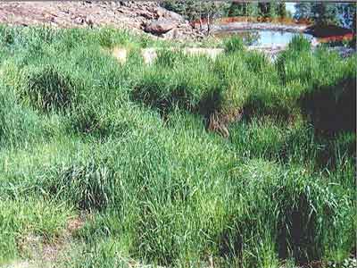 Wetlands treatment site after construction of all cells and soil treatment using phytoremediation technologies