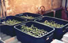 brassica screening early growth